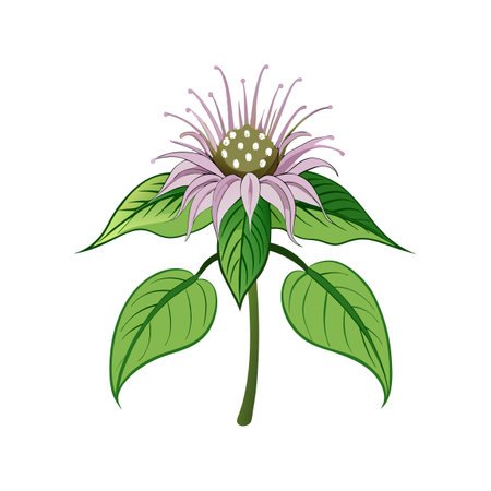 Elegant Wild Bergamot for Stunning Floral Artworkのイラスト素材