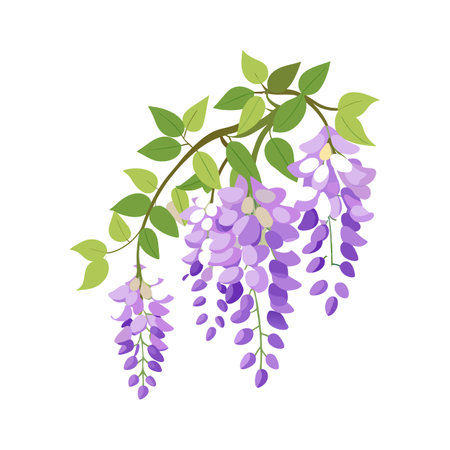 Charming Wisteria for Unique Floral Artのイラスト素材