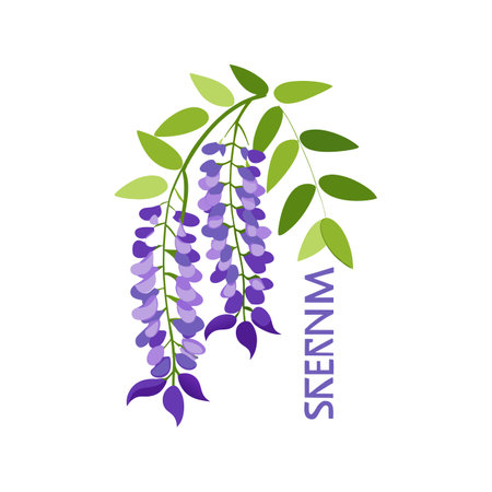 Elegant Wisteria Sinensis for Beautiful Floral Artworkのイラスト素材