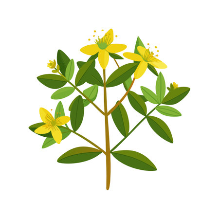Elegant St. John's Wort for Stunning Floral Artworkのイラスト素材
