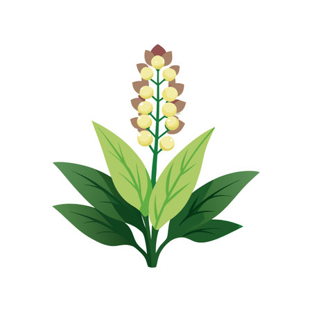 Charming Verbascum for Unique Floral Artのイラスト素材