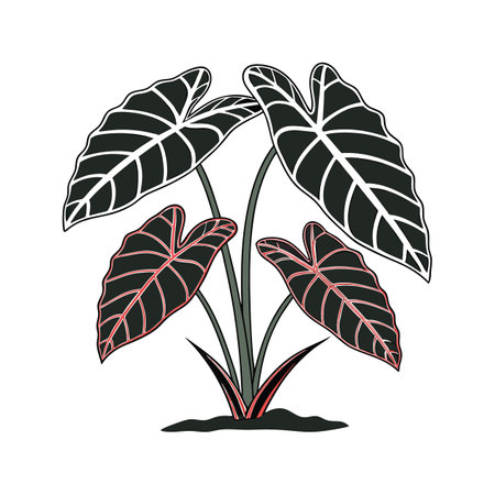 Alocasia Foliage on White Backgroundのイラスト素材
