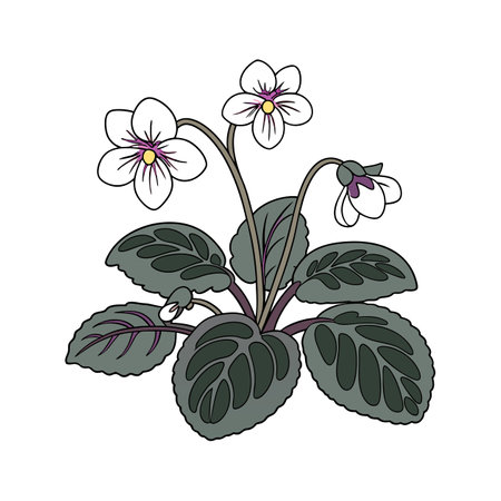 Stunning Saintpaulia on White Backgroundのイラスト素材