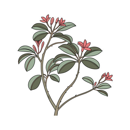 Charming Baby Rubber Plant on Bright Whiteのイラスト素材