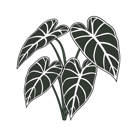 Elegant Anthurium Clarinervium on Whiteのイラスト素材