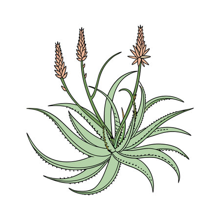 Beautiful Aloe Brevifolia on White Canvasのイラスト素材