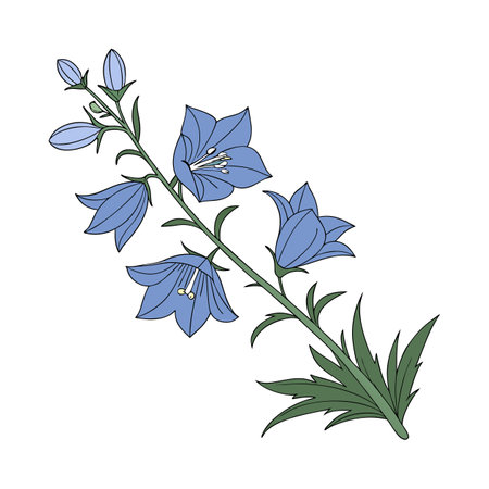 Blue Delphinium on Bright Whiteのイラスト素材