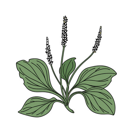 Stylish Broadleaf Plantain on White Canvasのイラスト素材