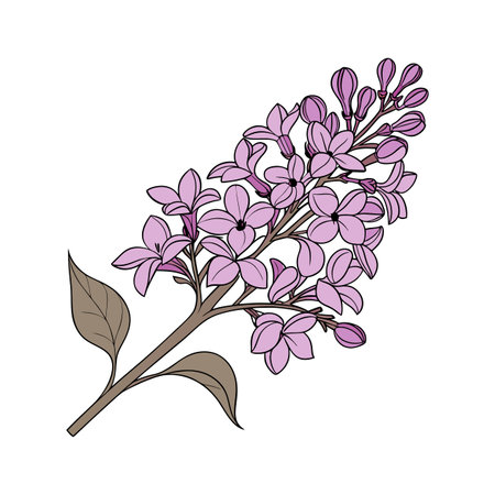 Vibrant Bloomerang Lilac on White Surfaceのイラスト素材