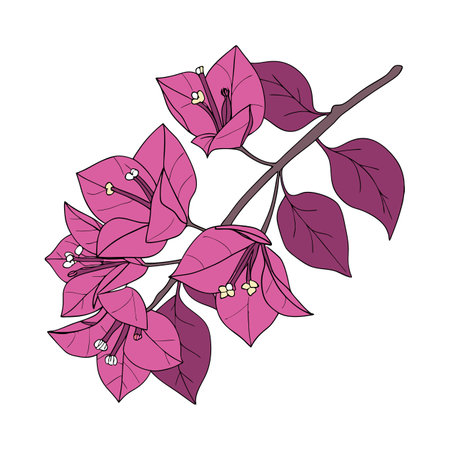 Bougainvillea on Bright Whiteのイラスト素材