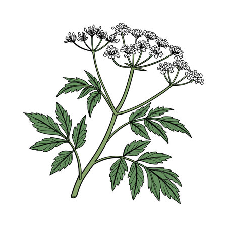 Elegant Bishop's Weed Display on White