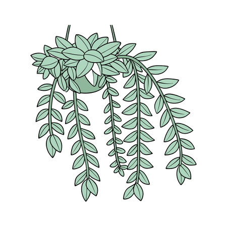 Stylish Burro's Tail Sedum on White Canvasのイラスト素材