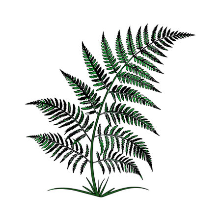 Boston Fern on Bright Whiteのイラスト素材