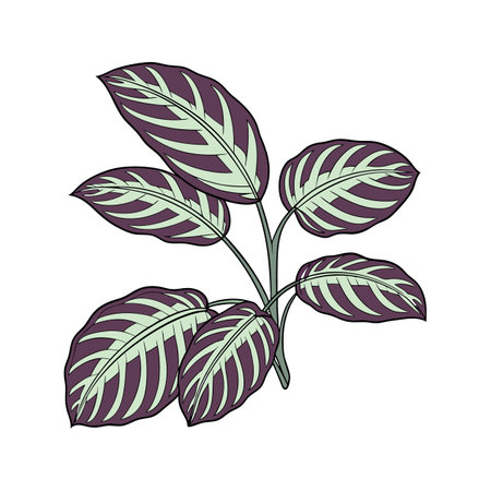 Elegant Calathea Medallion Display on Whiteのイラスト素材