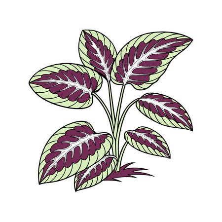 Vibrant Calathea Plant Illustration for Decorのイラスト素材
