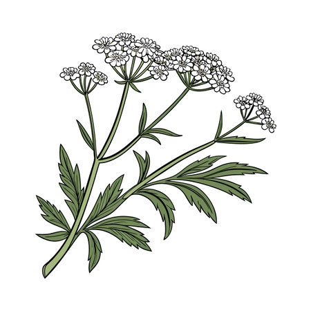 Candytuft Flower Design on Elegant Whiteのイラスト素材