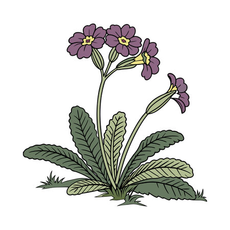 Elegant Cape Primrose Plant Artwork for Interiorsのイラスト素材