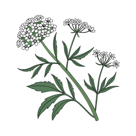 Elegant Candytuft Plant Artwork for Interiorsのイラスト素材