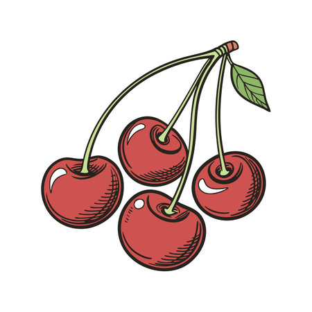 Charming Prunus Avium Cherry Plant Illustrationのイラスト素材