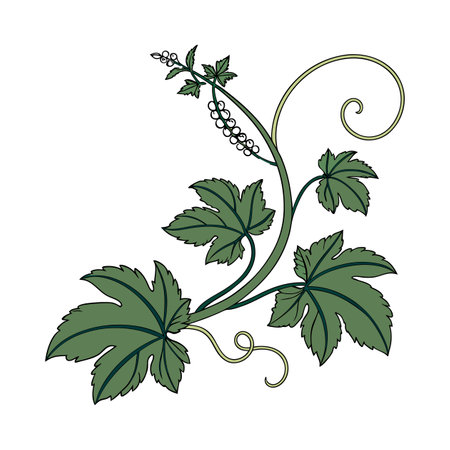 Elegant Corkscrew Plant Design for Beautiful Spacesのイラスト素材