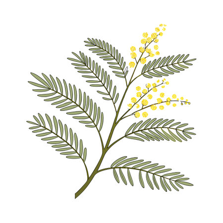 Charming Cootamundra Wattle Illustrationのイラスト素材