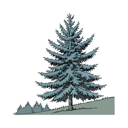 Distinctive Colorado Blue Spruce Plant Artworkのイラスト素材