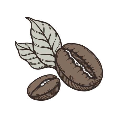 Charming Coffee Arabica Plant Illustrationのイラスト素材