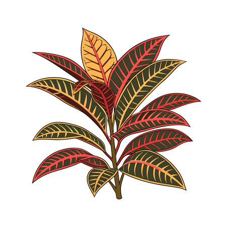 Vibrant Croton Petra Plant on White