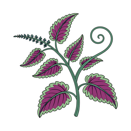 Solenostemon Corkscrew Plant Design on Whiteのイラスト素材