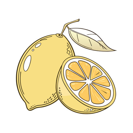 Vibrant Dwarf Meyer Lemon on Whiteのイラスト素材