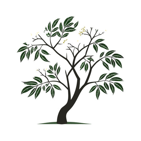 Elegant Elderberry Tree Sambucusのイラスト素材