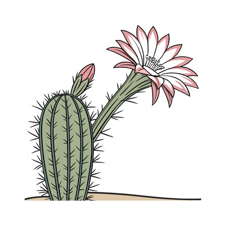Charming Echinopsis Cactus on Bright Whiteのイラスト素材