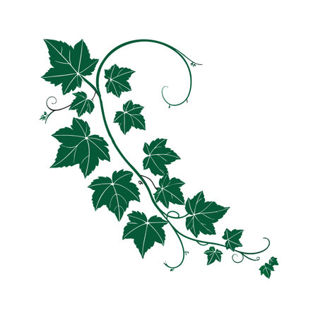 Grape Ivy Flower Illustrationのイラスト素材