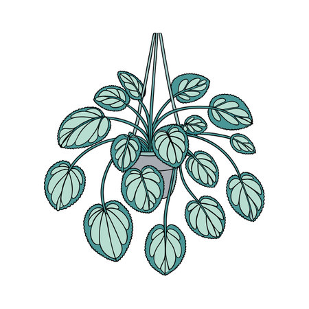 Fuzzy Pilea Plant Artful Illustration Designのイラスト素材