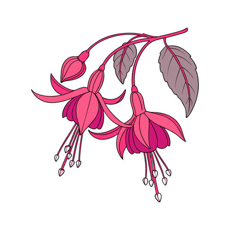 Charming Fuchsia Plant Vivid Vector Artのイラスト素材