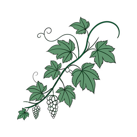 Stunning Grape Ivy Artworkのイラスト素材