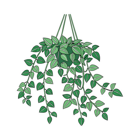 Pilea Green Wall Plant Botanical Designのイラスト素材