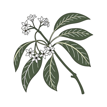 Vibrant Hoya Flower Botanical Designのイラスト素材