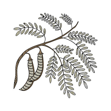 Stunning Honey Locust Tree Designのイラスト素材