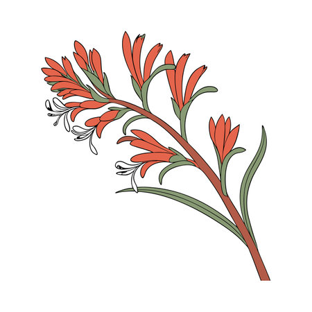 Kangaroo Paw Flower Illustration on Clean Whiteのイラスト素材