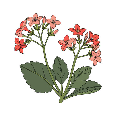 Beautiful Kalanchoe Plant on Bright Whiteのイラスト素材
