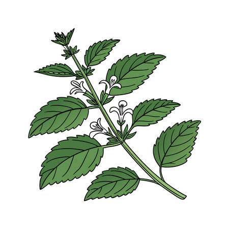 Mint. Vector illustration of a medicinal plant. Hand drawing.