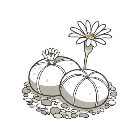 Fresh Lithops on Clean White Surfaceのイラスト素材