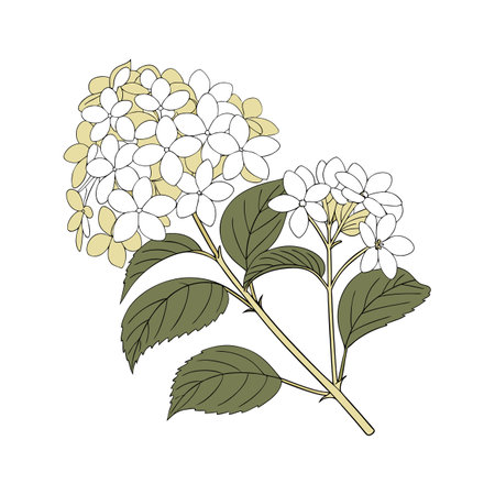 Charming Limelight Hydrangea Artistic Vector Illustrationのイラスト素材