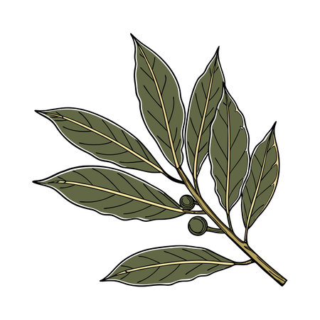 Elegant Bay Laurel Display on Whiteのイラスト素材