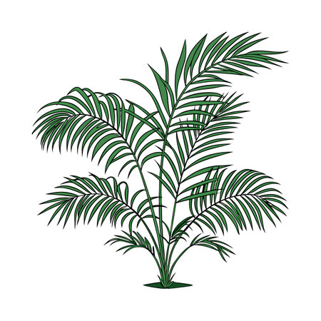 Elegant Bamboo Palm Seifrizii on Whiteのイラスト素材