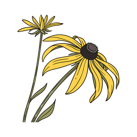 Vibrant Black Eyed Susan on White Surfaceのイラスト素材