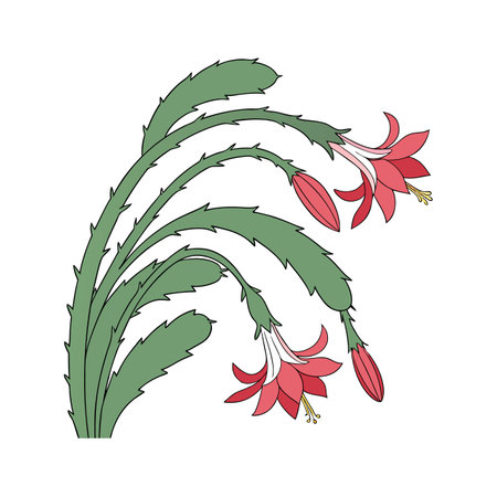 Elegant Christmas Cactus Design for Homeのイラスト素材