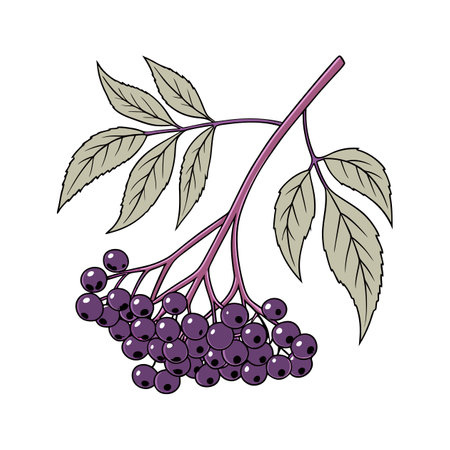 Beautiful Elderberry on Bright Whiteのイラスト素材