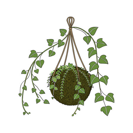 Elegant Kokedama Illustration on Clean Whiteのイラスト素材